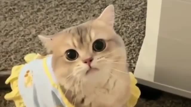 Cat so cute lovely😍😍😍😍😍😍