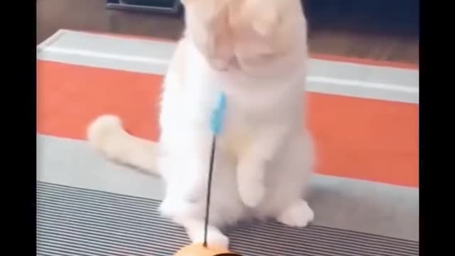 😂 funny cat 🐱 playing