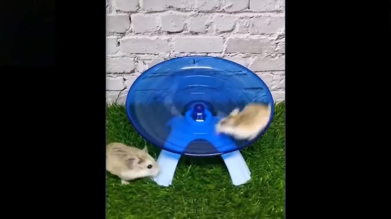 Cute And Funny Pets comedy funny video