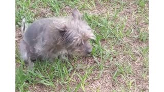 Grass = toilet paper in the dog world🧻🐶😂