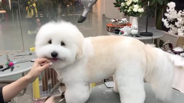 dog hair cutting