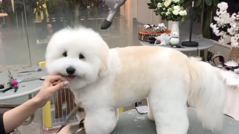 dog hair cutting