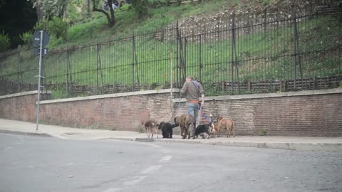 Man walk their dogs for money. Rome, Italy