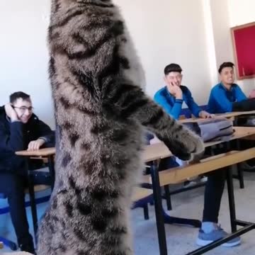 funny|prank|jokes|funny jokes|dad jokes|funny memes|funny video|fun|laughing|funny animal|knock