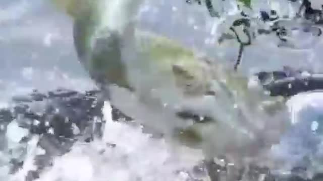 Unpredictable! A Fish, Fishing ...