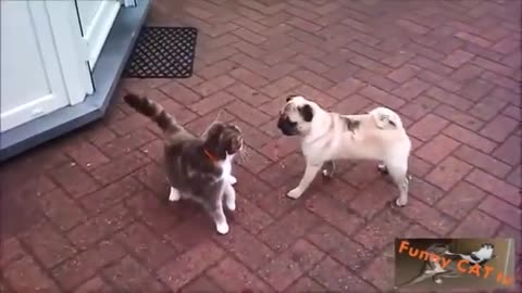 Funny pets video compilations 2021