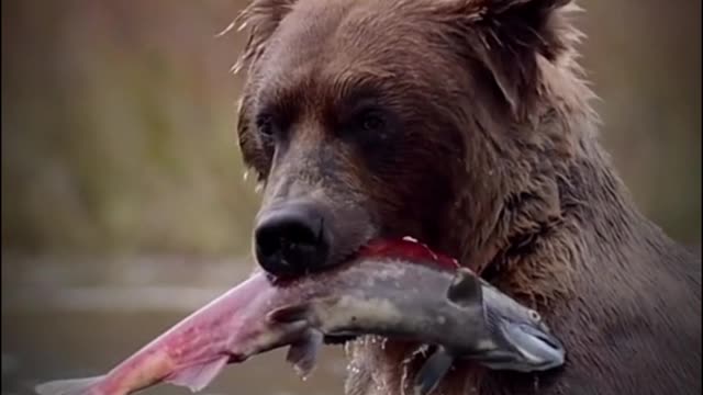 The moment the bear catches fish in the water