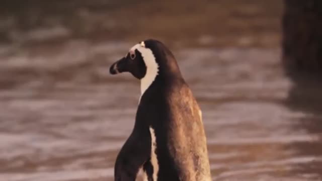 A penguin heading towards a river for tourism