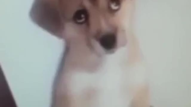 The puppy was punished
