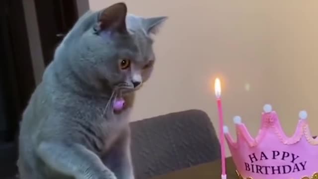 Omg So Cute best funny cat videos 2021 #2