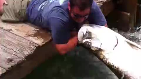 Fish grabs Man's Arm! (The original video) -Tarpon smackdown