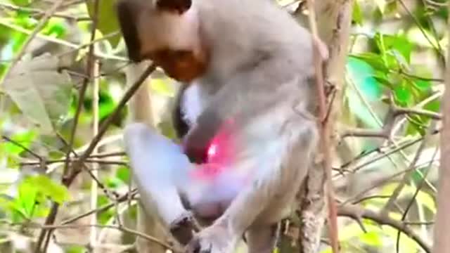 Fun with monkey