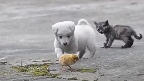 White puppy and chickens