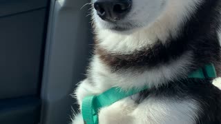 Husky puppy falls asleep sitting up