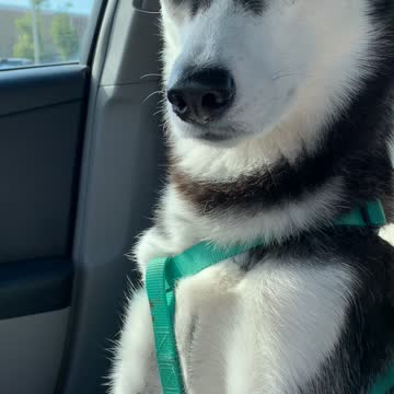 Husky puppy falls asleep sitting up