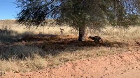 Leopard Sneaking up on Springbok