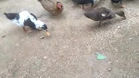 HEN AND DUCK FEEDING