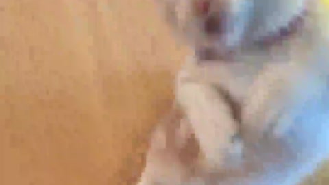 This kitty is having so much fun.