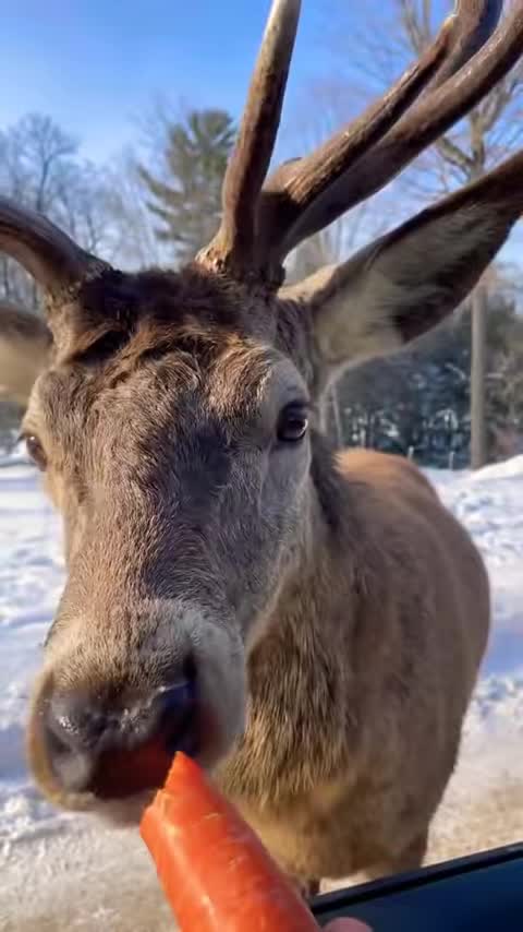 How the deer is eatting carrots
