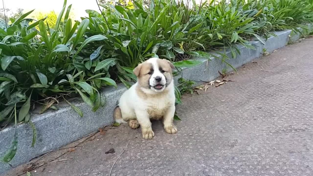 a barking puppy