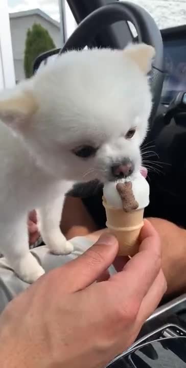 Cute Dogs Waiting and Happy to see Ice Cream Truck - Funny Dog Loves Ice Cream
