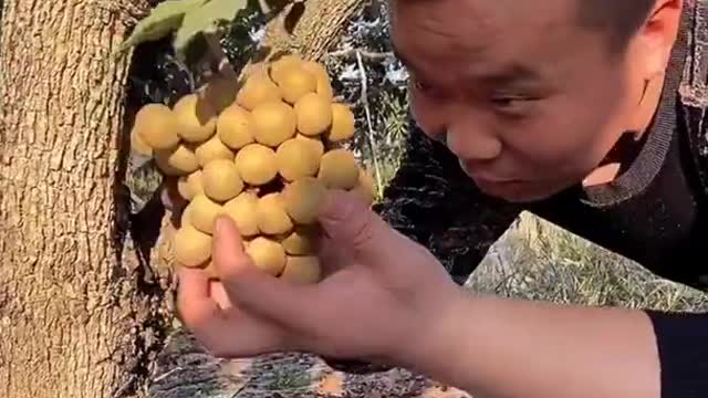 Farm Fresh Ninja Fruit Cutting Desi Satisfying Fruit Ninja Fruit Ideas | Amazing Fruits Video