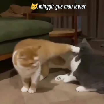 Orange Cat just cause chaos