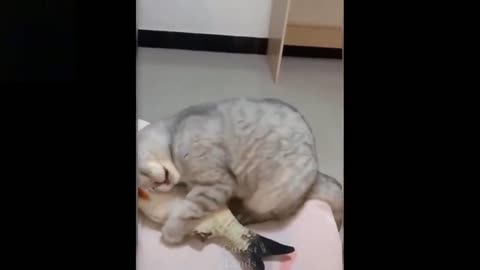 kitten and his love for fish