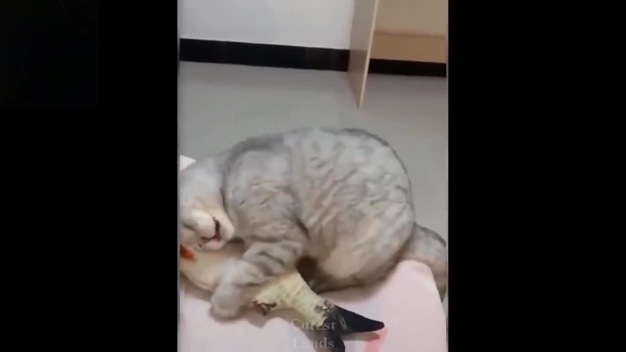 kitten and his love for fish