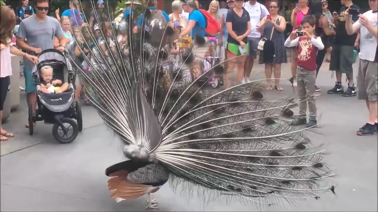 peacock video