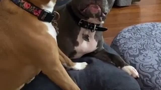 Funny dogs reaction