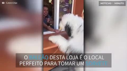 Cão adorável toma sorvete no balcão