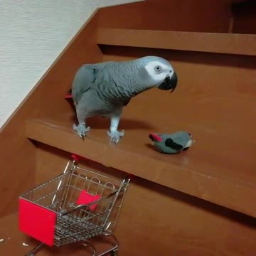 Put a cute parrot in the cart