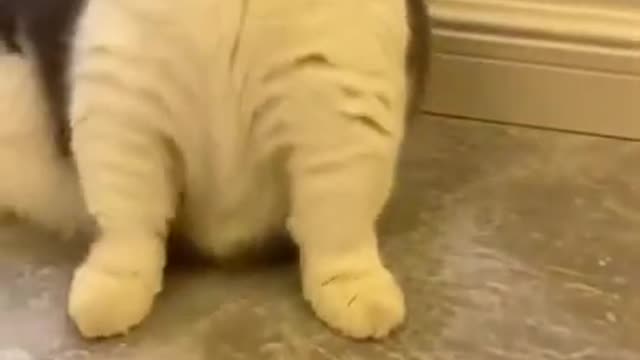 Amazing Cat Plays Dead at command