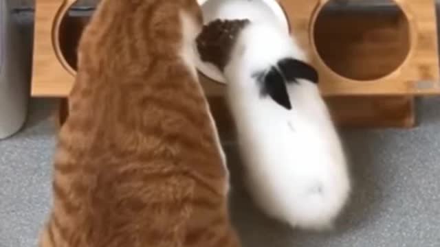 funny animals Cute dogs and cats doing funny things! * 4