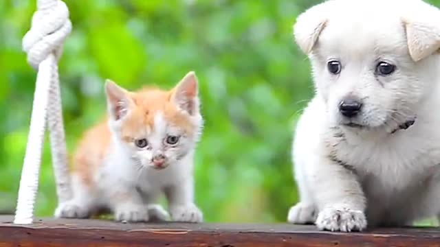 Whose puppy is this?
