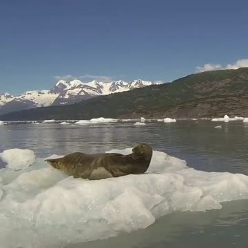 sea lion surprised by the photographer