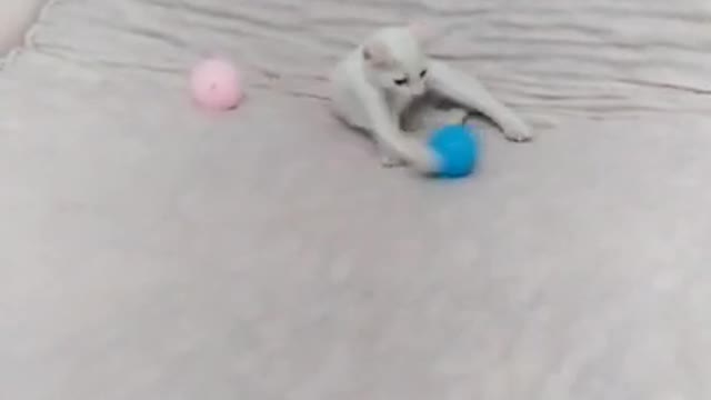 Training cat to catch balls, funny cat clips