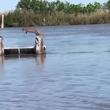 Bobcat performs a long jump
