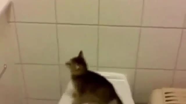 Funny cat jump loool