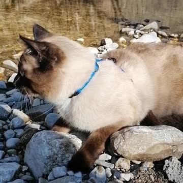 Picnic with a cat, who enjoys the river flow