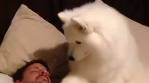 A cute dog that wakes his owner up in the morning