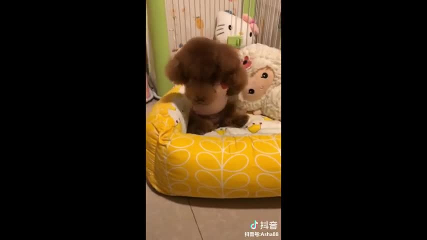 Puppies 🐶 Cute and Funny Dog Videos Compilation 2021