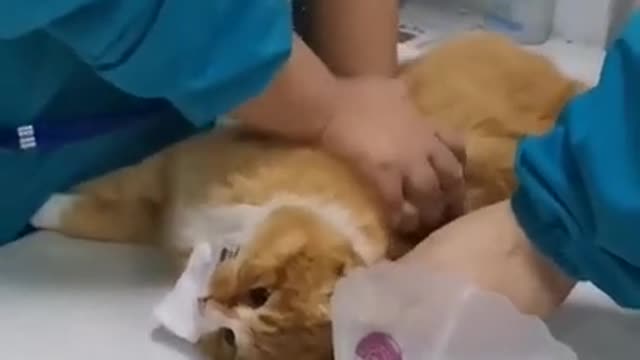 Wish that doctor could save this cat 😭