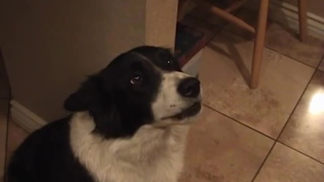 My talking border collie - learning to say "hello"!