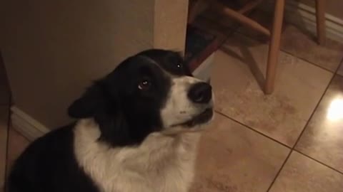 My talking border collie - learning to say "hello"!