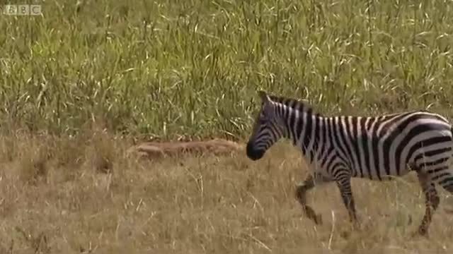 Lioness Hunting Wildebeest | Big Cat Diary | BBC Earth