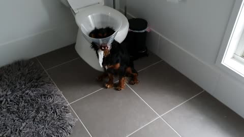 Suspiciously Quiet Pup Stuck in Pet Cone