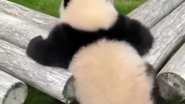 Watch the little panda climb