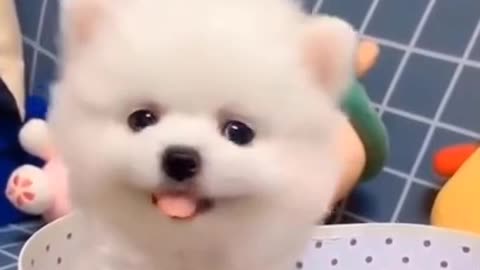 Cute and Funny Pomeranian Tilting Head Moment | Smart Dog | Lovely Pet